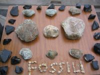 fossili e ossidiane